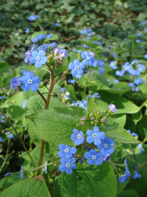 Brunnera macrophylla fleur